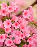 Screenshot №1 pro téma Pink Spring Blossom 128x160