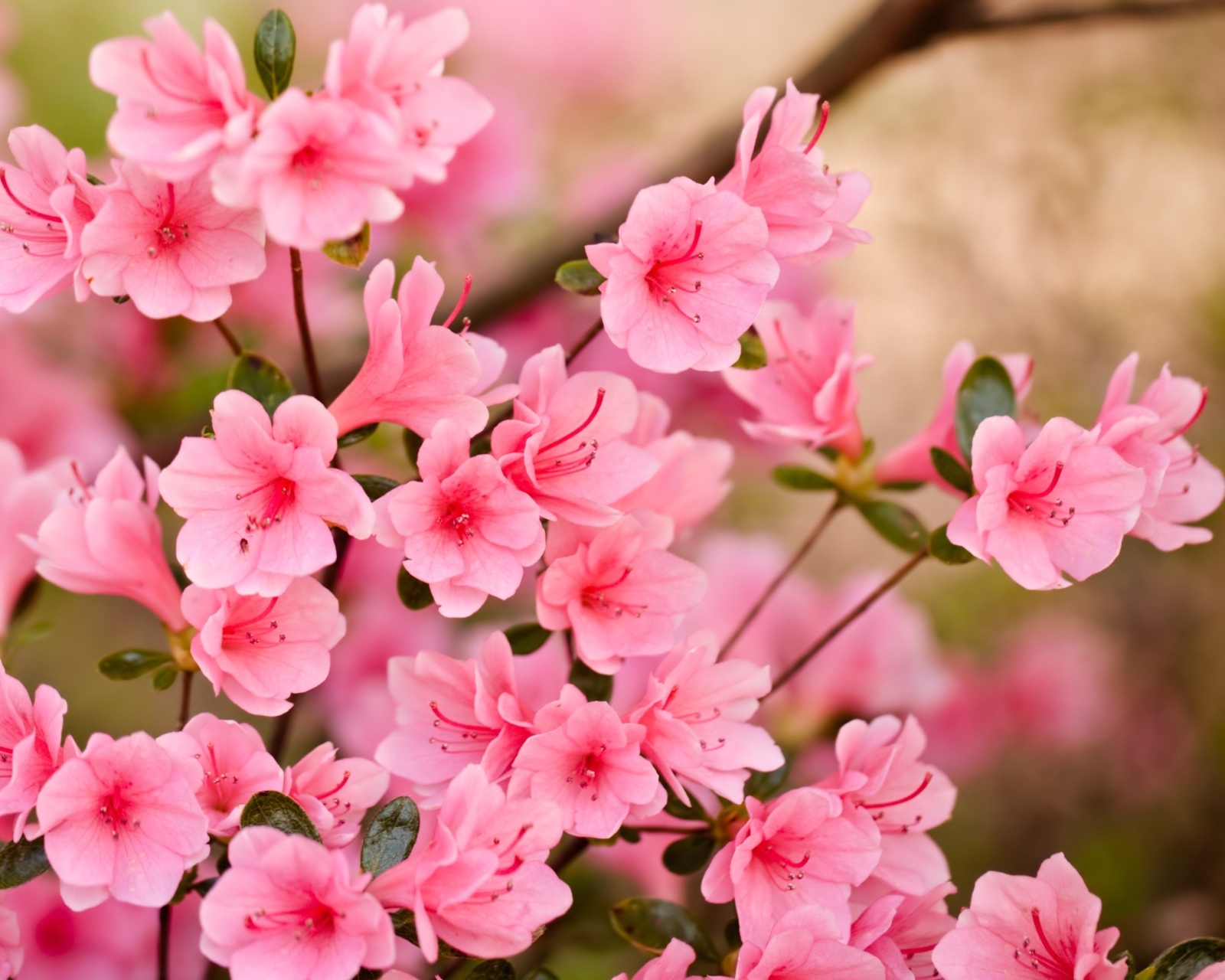 Обои Pink Spring Blossom 1600x1280