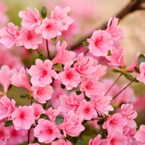 Обои Pink Spring Blossom 208x208