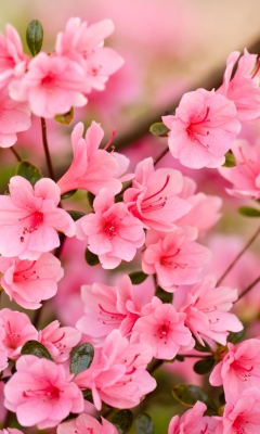 Das Pink Spring Blossom Wallpaper 240x400
