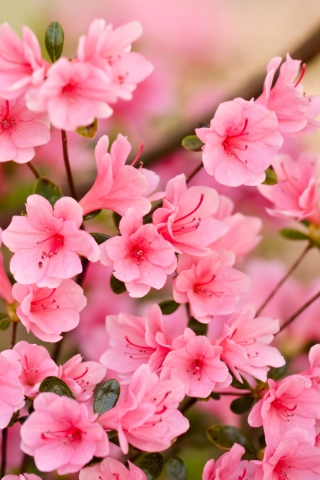 Pink Spring Blossom wallpaper 320x480