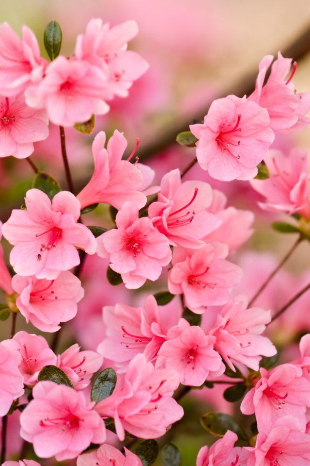 Обои Pink Spring Blossom 640x960