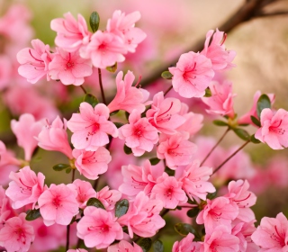 Pink Spring Blossom sfondi gratuiti per 1024x1024