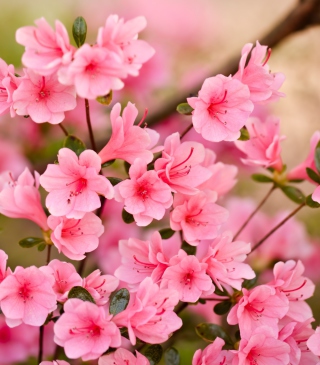 Pink Spring Blossom Picture for 240x320