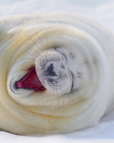 Happy Seal screenshot #1 128x160