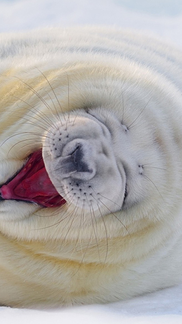 Das Happy Seal Wallpaper 360x640