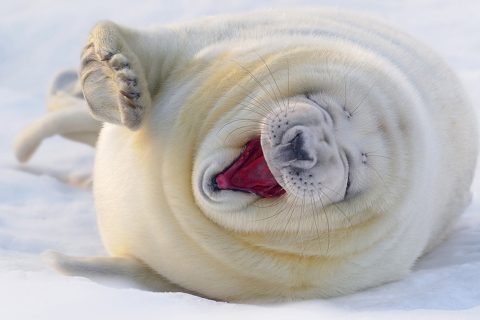 Das Happy Seal Wallpaper 480x320