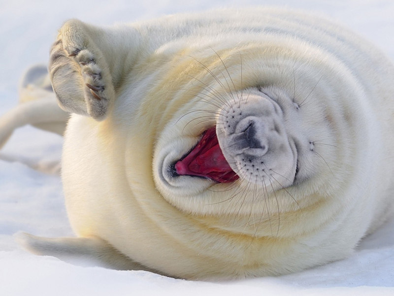 Das Happy Seal Wallpaper 800x600