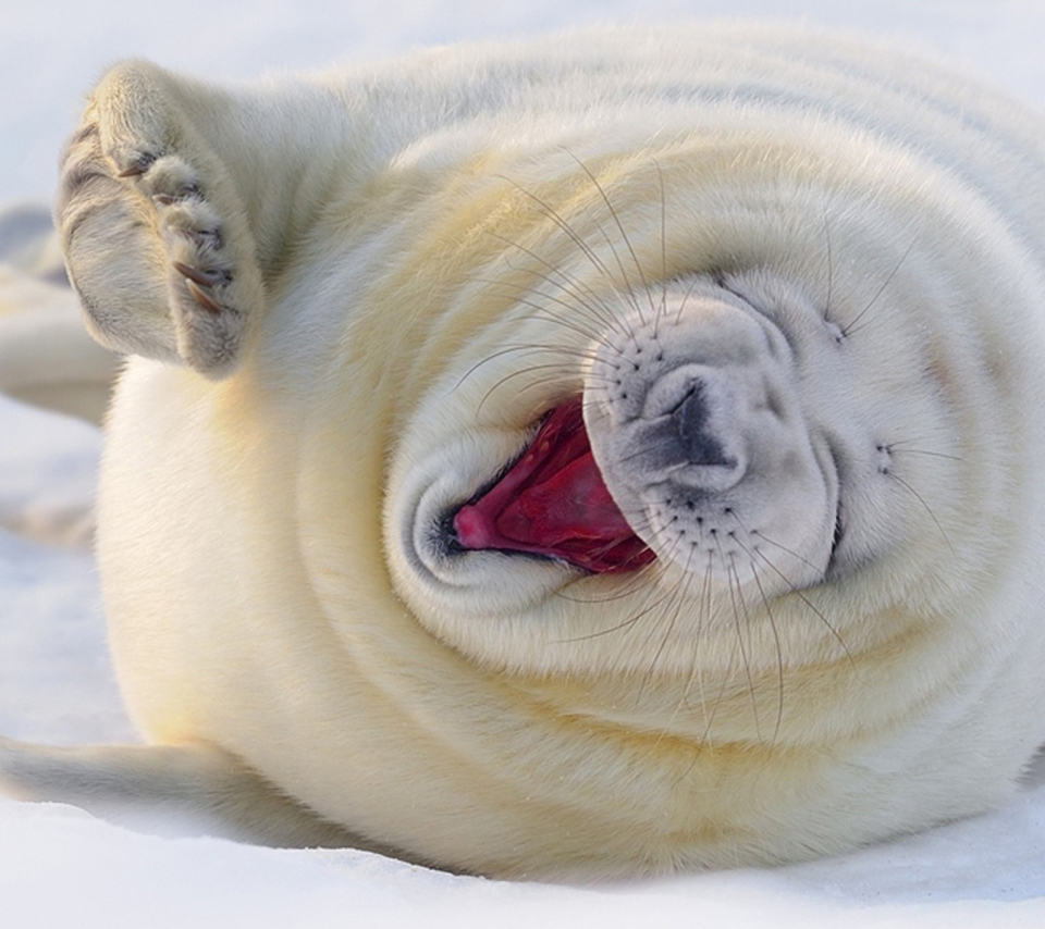 Das Happy Seal Wallpaper 960x854