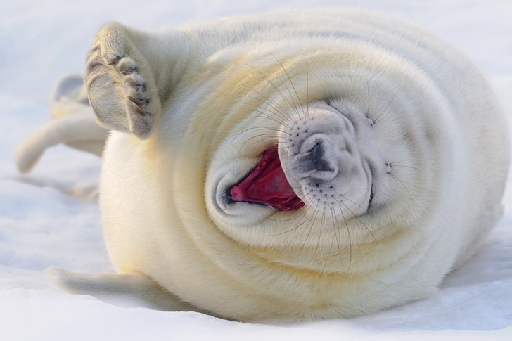 Das Happy Seal Wallpaper