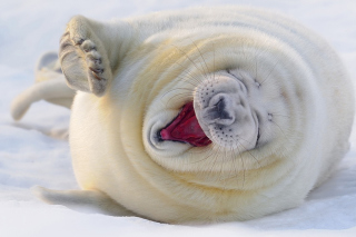 Happy Seal Picture for Android, iPhone and iPad