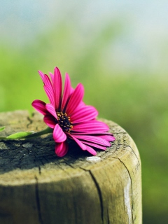 Flower And Wood wallpaper 240x320