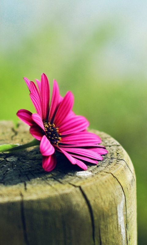 Flower And Wood wallpaper 480x800