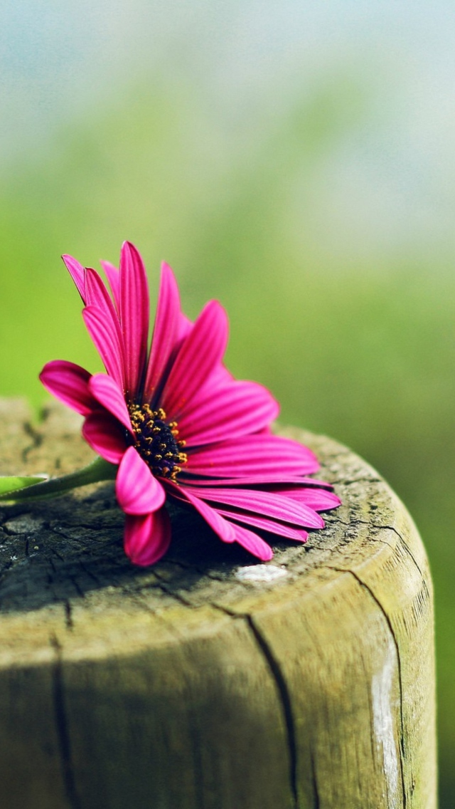 Flower And Wood wallpaper 640x1136