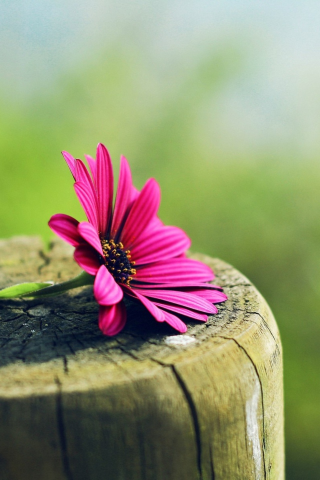 Flower And Wood wallpaper 640x960