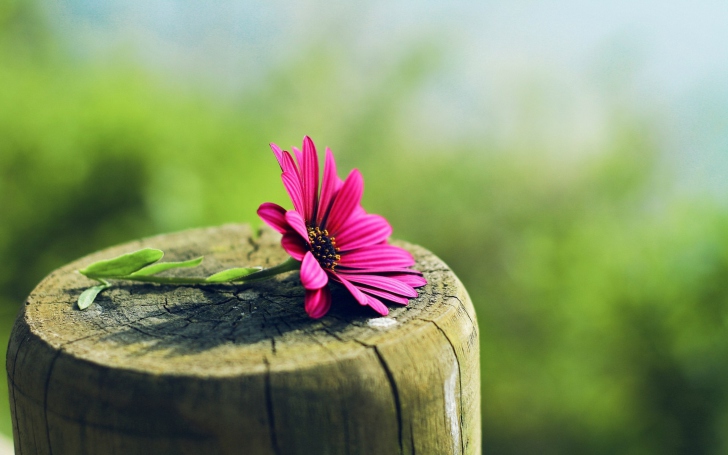 Flower And Wood wallpaper