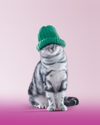 Kostenloses Whiskas Cat Wallpaper für LG Glance