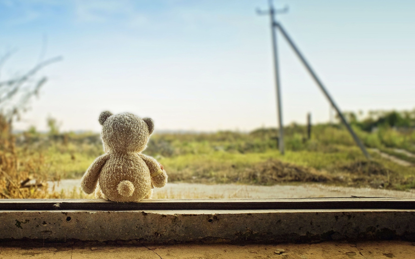 Обои Lonely Teddy 1440x900