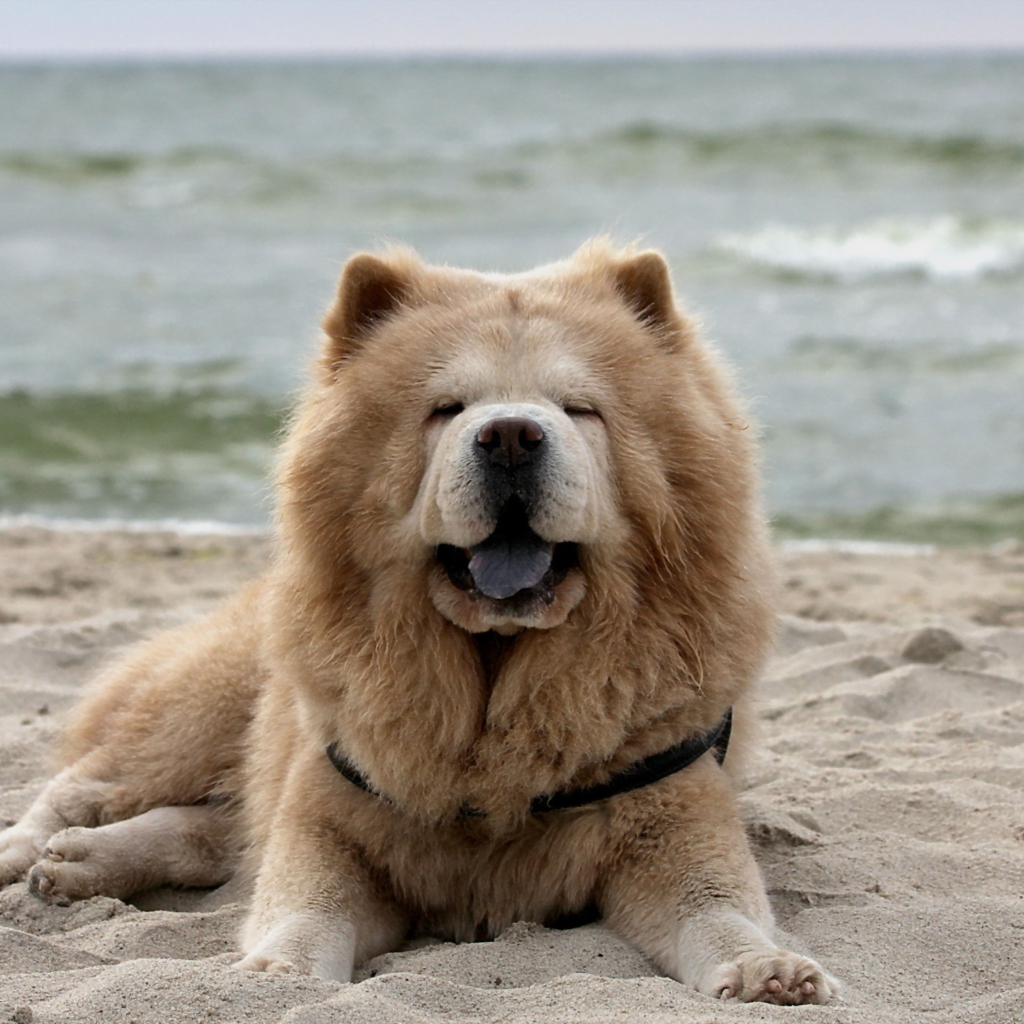 Sfondi Chow Chow On Beach 1024x1024