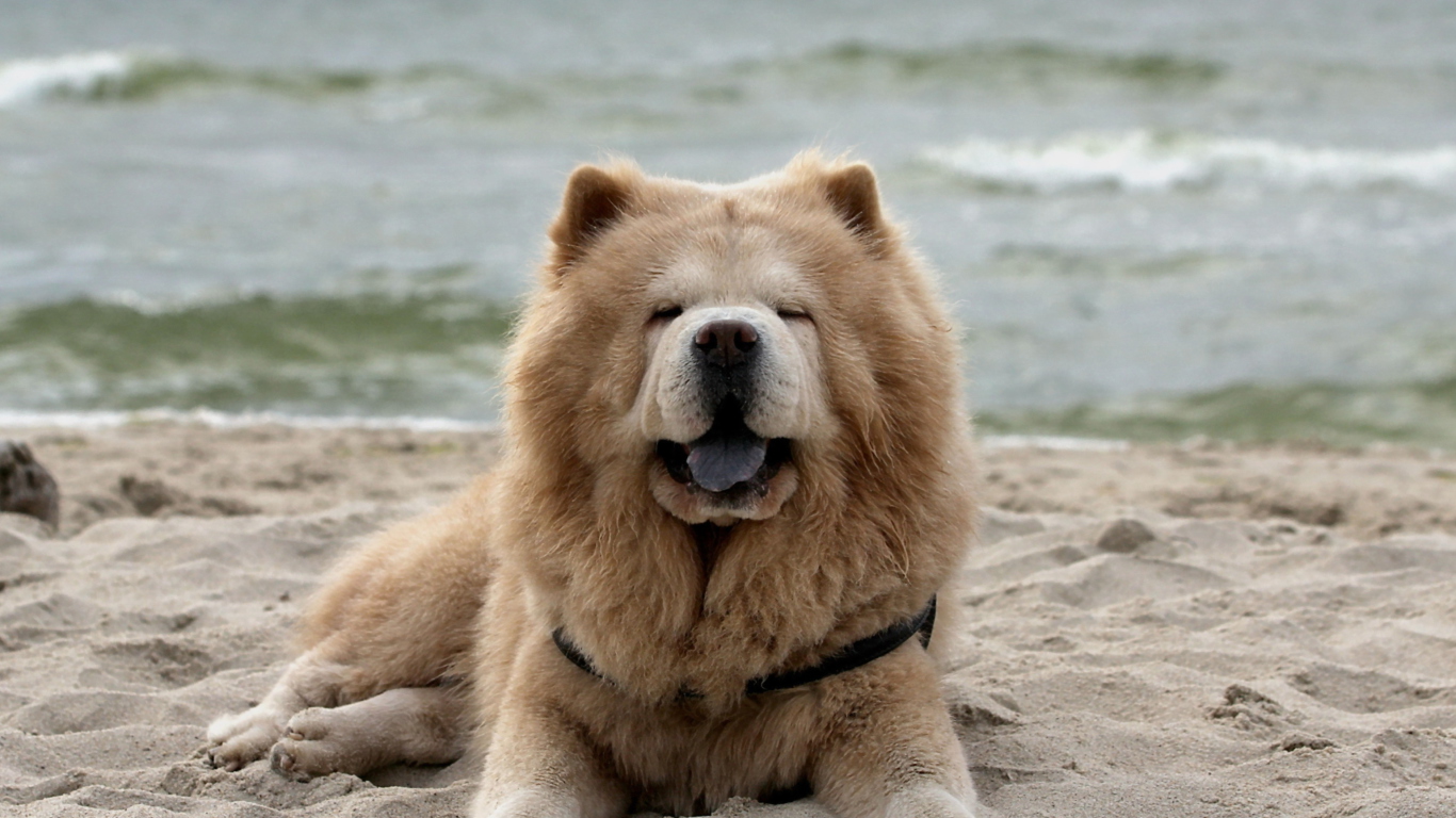 Chow Chow On Beach wallpaper 1366x768