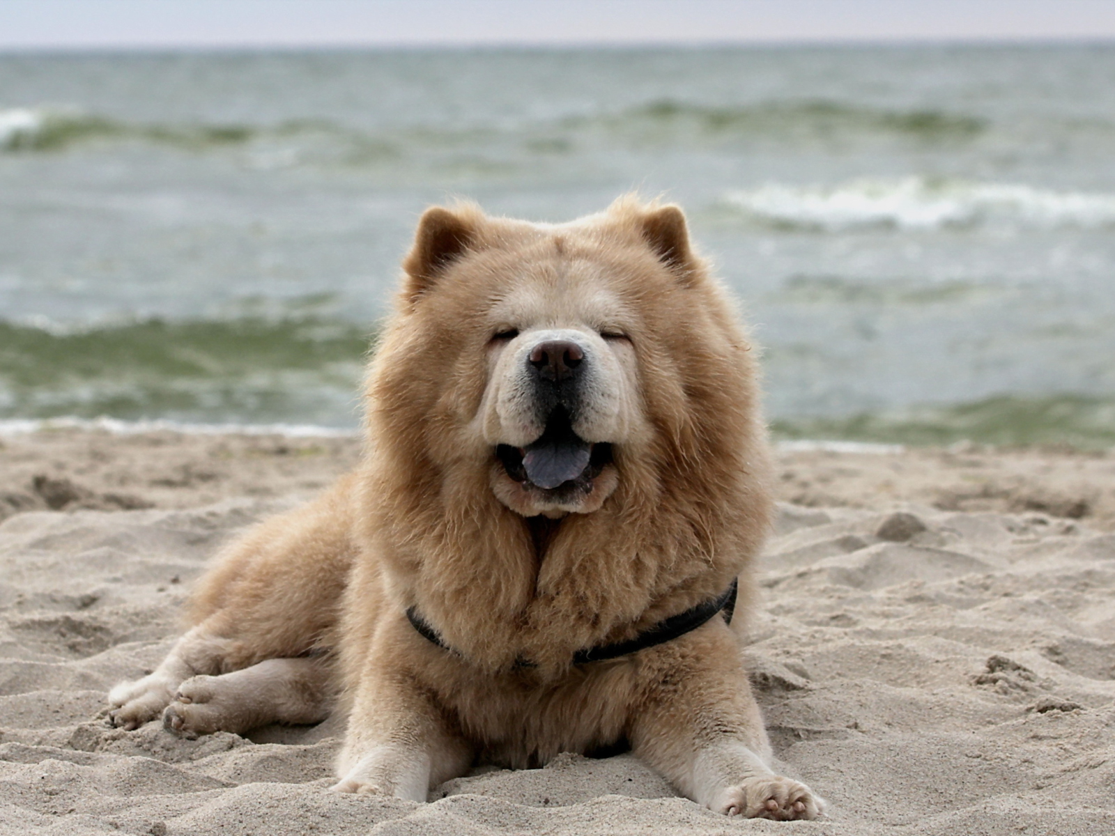 Fondo de pantalla Chow Chow On Beach 1600x1200