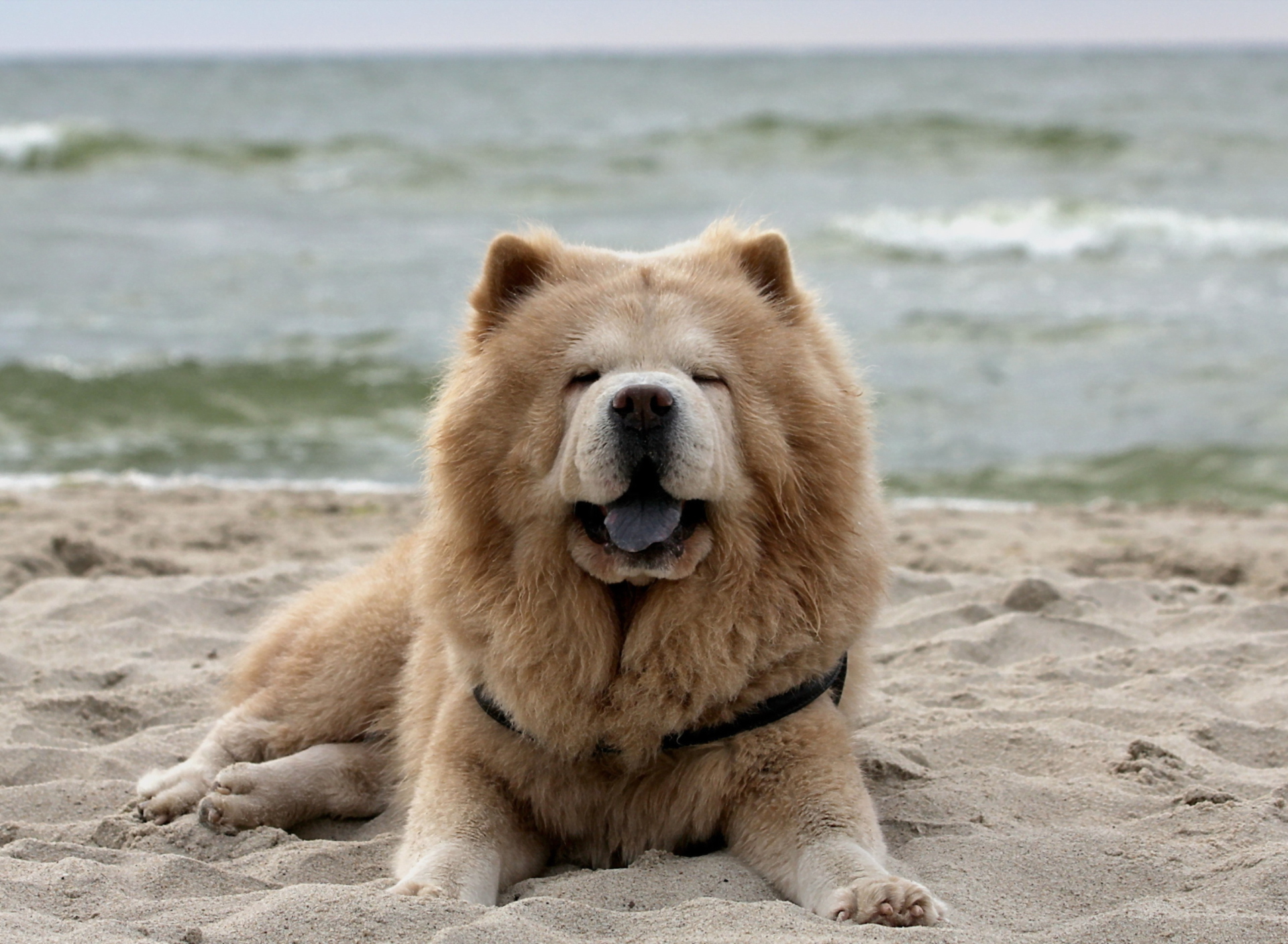 Chow Chow On Beach wallpaper 1920x1408