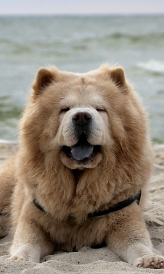 Chow Chow On Beach wallpaper 240x400