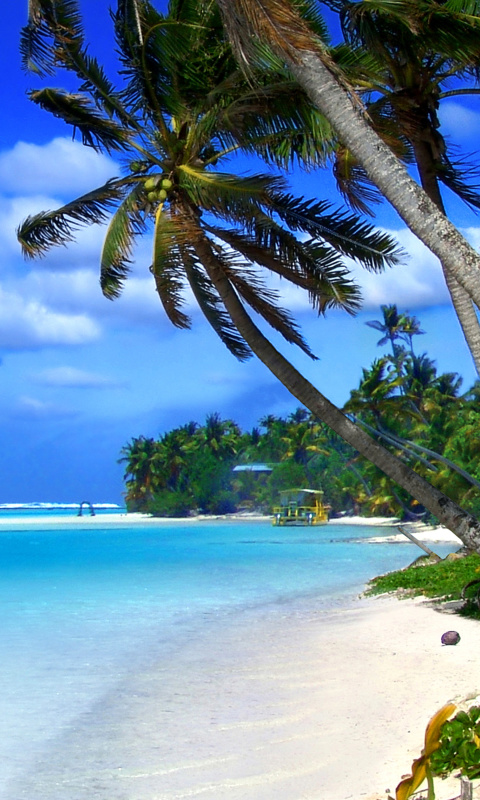 Screenshot №1 pro téma Beach on Cayman Islands 480x800