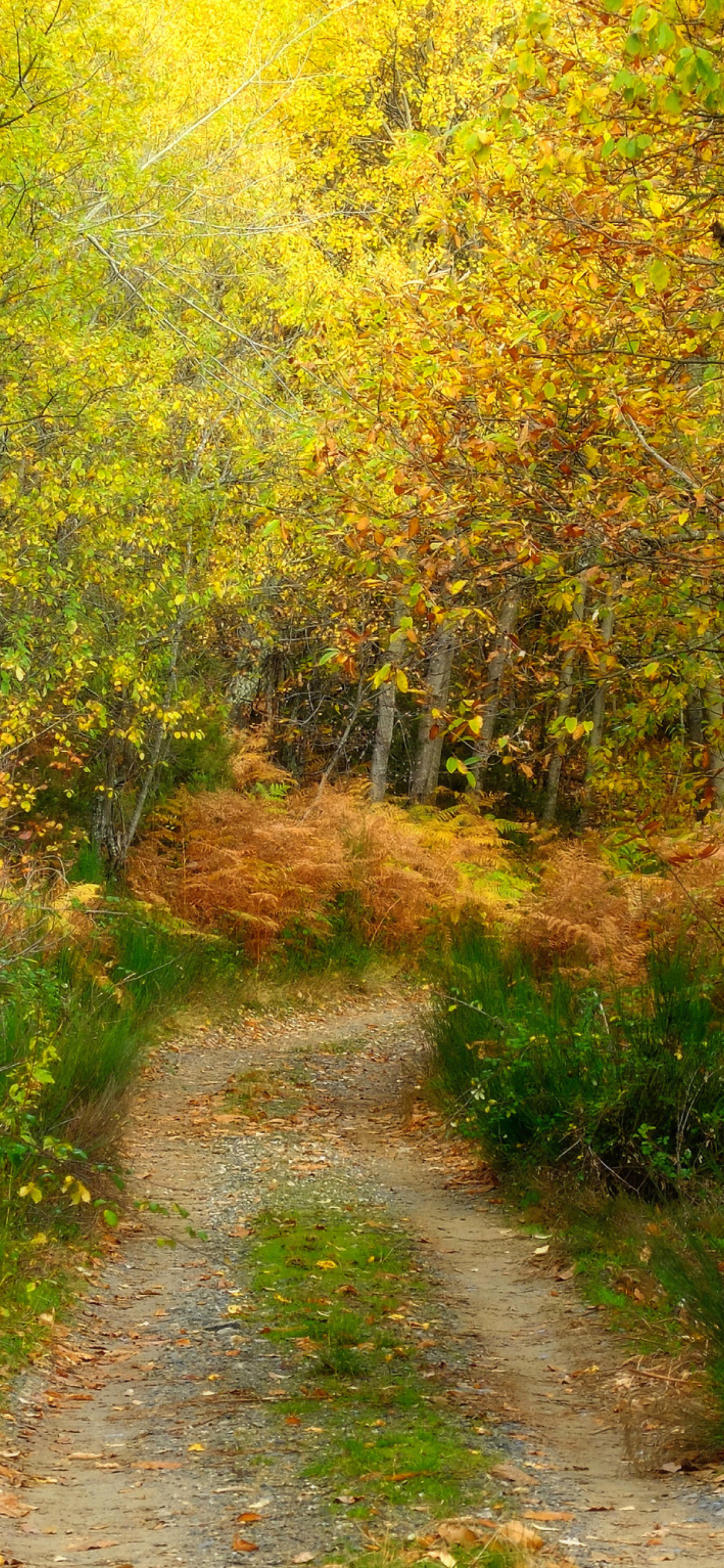Autumn Path screenshot #1 1170x2532