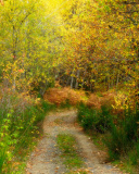 Fondo de pantalla Autumn Path 128x160