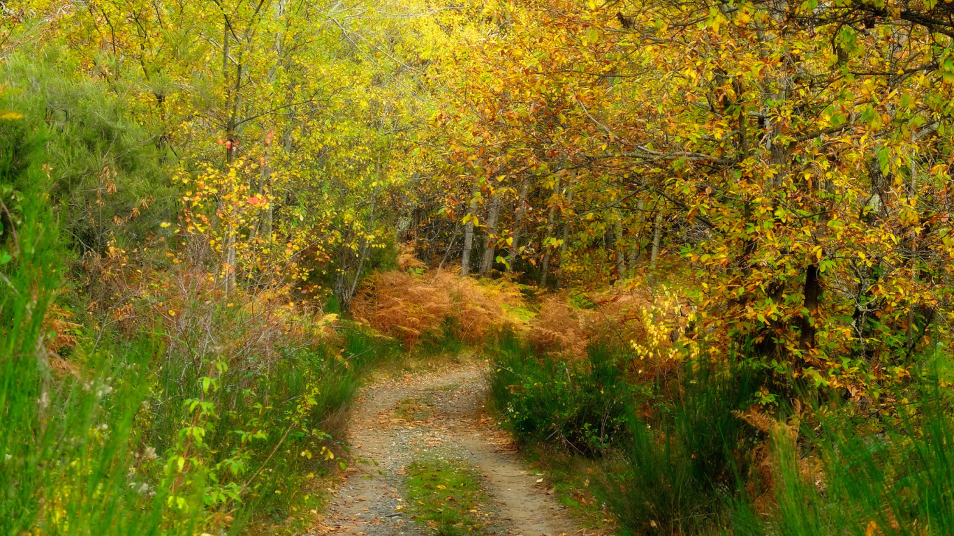 Обои Autumn Path 1366x768