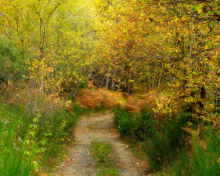 Das Autumn Path Wallpaper 220x176