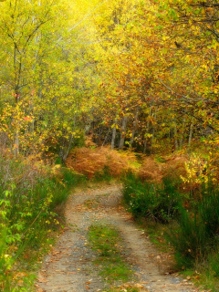 Das Autumn Path Wallpaper 240x320
