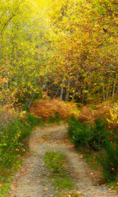 Fondo de pantalla Autumn Path 240x400