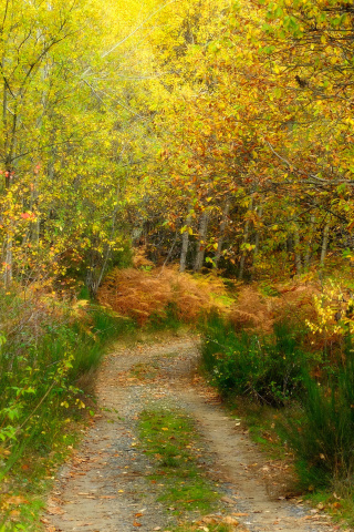 Обои Autumn Path 320x480