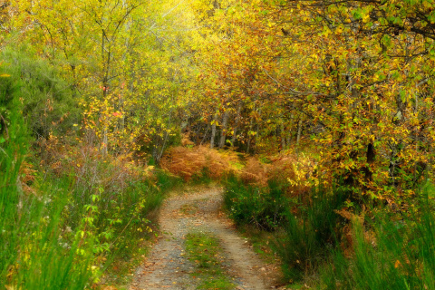 Das Autumn Path Wallpaper 480x320