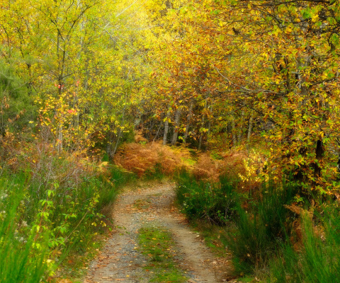 Fondo de pantalla Autumn Path 480x400
