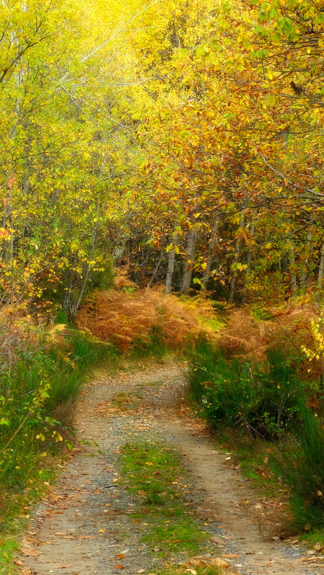 Fondo de pantalla Autumn Path 640x1136