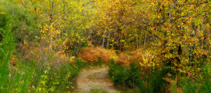 Sfondi Autumn Path 720x320