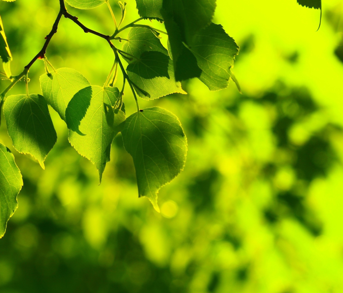 Sfondi Green Leaves 1200x1024