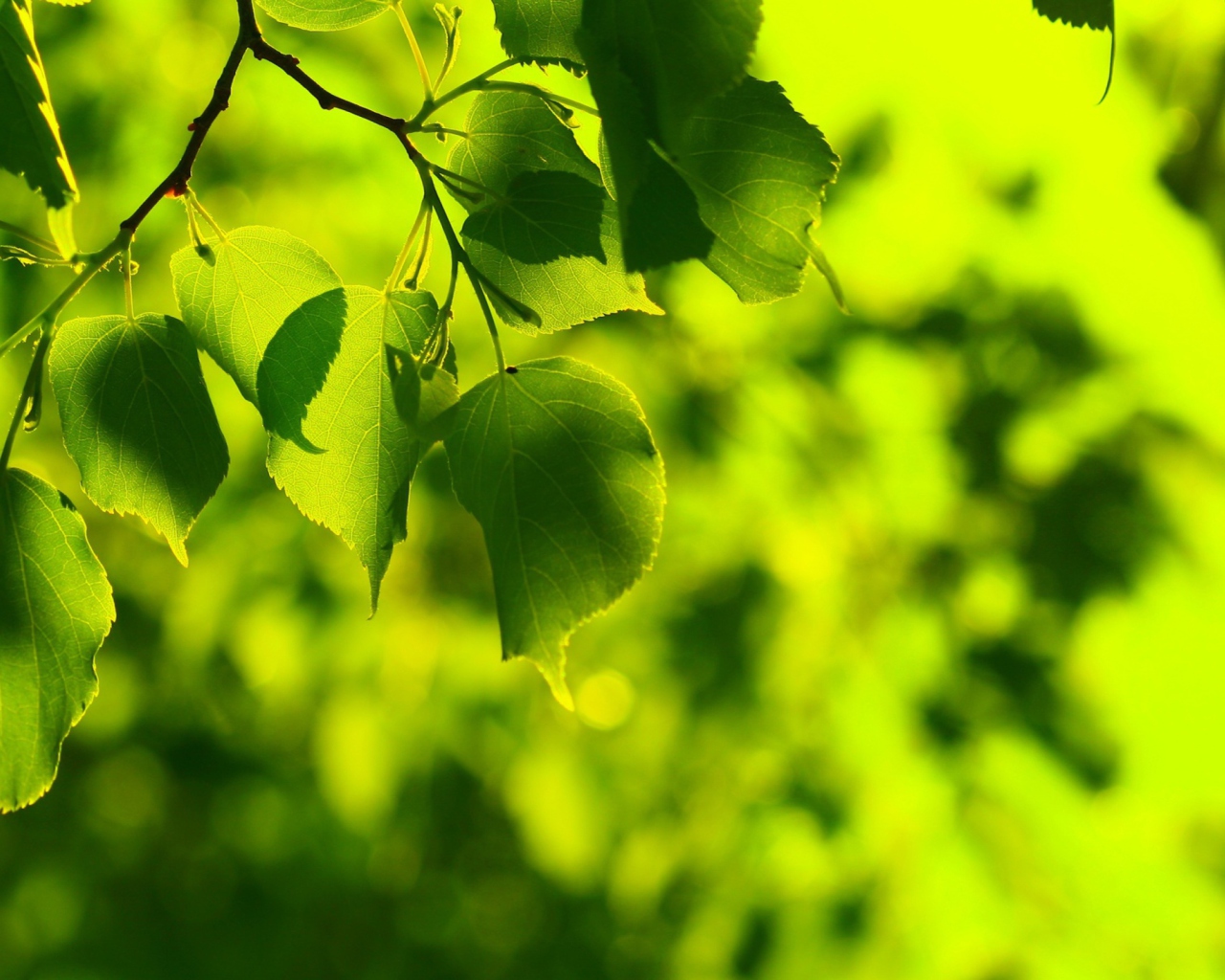 Das Green Leaves Wallpaper 1280x1024