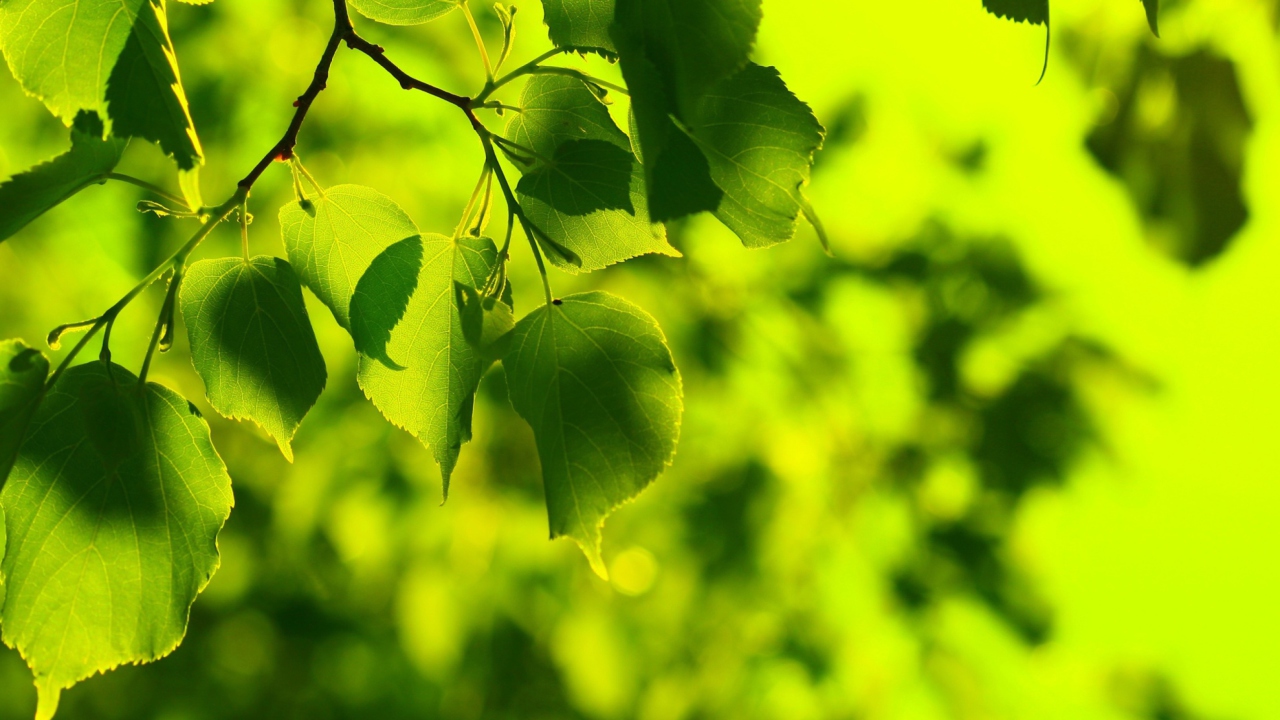 Das Green Leaves Wallpaper 1280x720