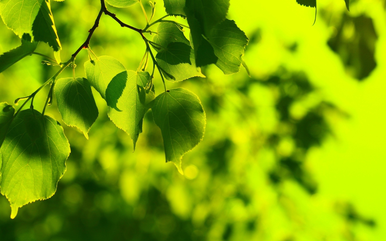 Das Green Leaves Wallpaper 1280x800