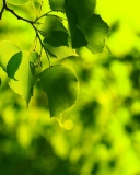 Screenshot №1 pro téma Green Leaves 128x160