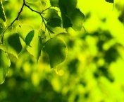 Das Green Leaves Wallpaper 176x144