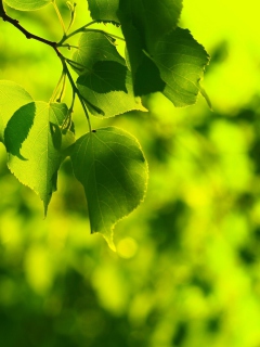 Обои Green Leaves 240x320
