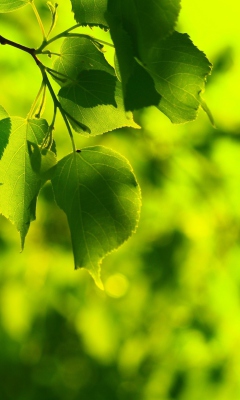 Sfondi Green Leaves 240x400