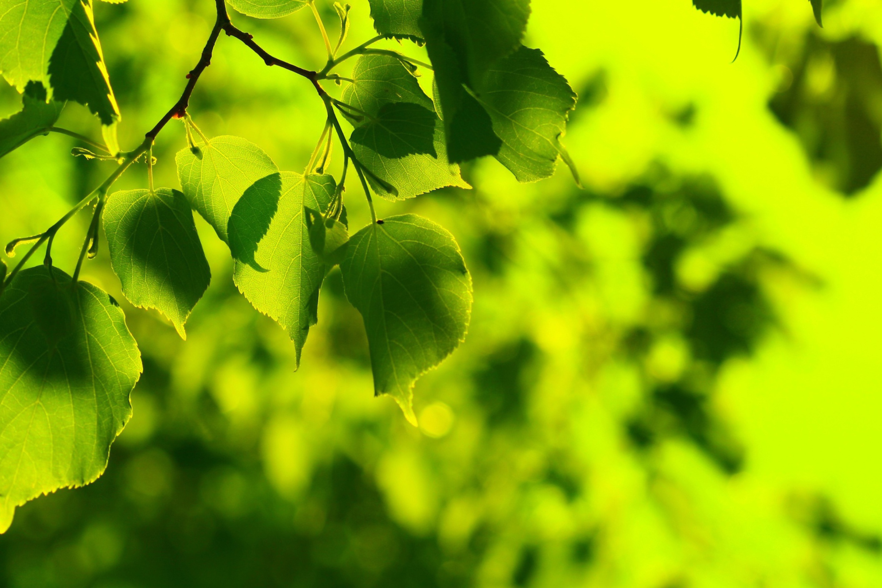 Обои Green Leaves 2880x1920