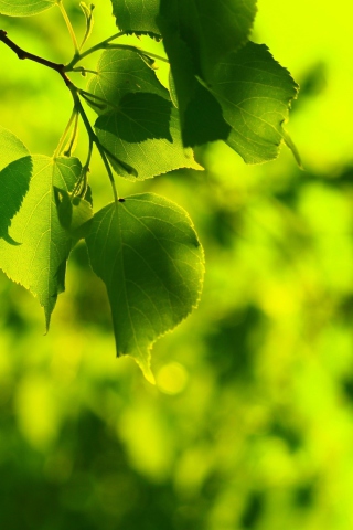 Sfondi Green Leaves 320x480
