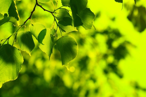 Das Green Leaves Wallpaper 480x320